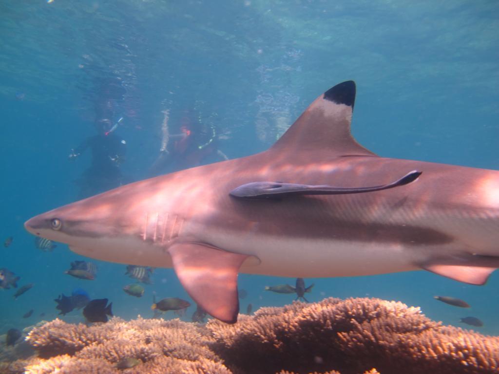 Ombak Dive Resort Perhentian Island Pulau Perhentian Kecil Екстериор снимка